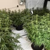 Cannabis plants recovered in Ardmore