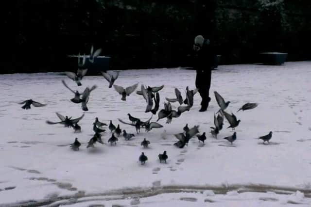 Pigeons taking flight in snow in Guildhall Square by the Derry Walls. (Photo: Brendan McDaid)