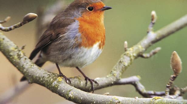 Robin on a magnolia tree. Photo: Andy Hay (rspb-images.com)