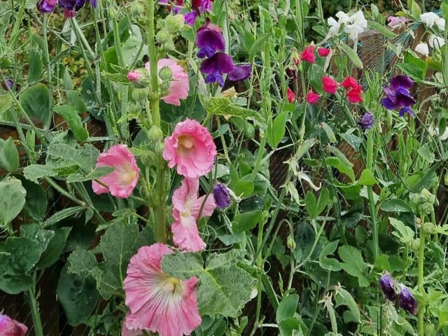 Hollyhock.