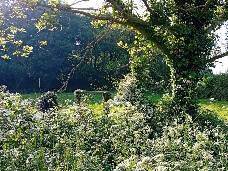 A hawthorn near Milltown.
