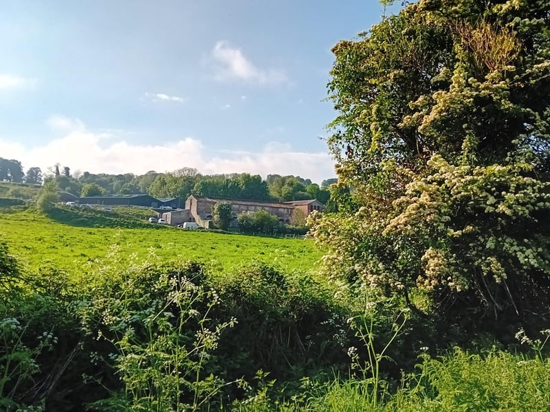 A hawthorn at Milltown.