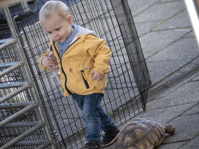 RACE AROUND THE BLOCK!. . . .This young man races the tortoise around the block at National Credit Union Day celebrations in Abbey Street on Saturday morning. (Photos: JIm McCafferty Photography) : .