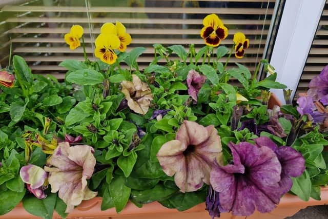 Petunias and pansies are a great combo for window boxes or pots.