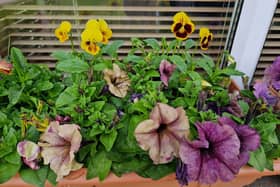 Petunias and pansies are a great combo for window boxes or pots.