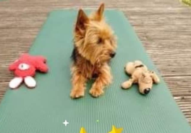 Logan practicing his downward dog yoga pose.
