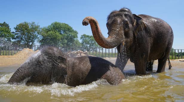 Do elephants like human visitors at the zoo?