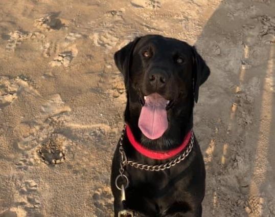 Prince the black lab at Benone