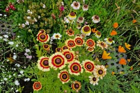 Some of the Tricolour Painted Daisies I've grown from seed.