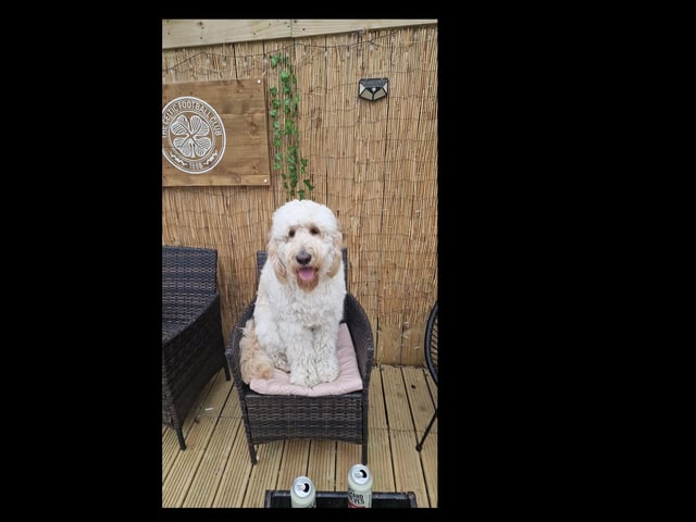 Bailey enjoying the summer