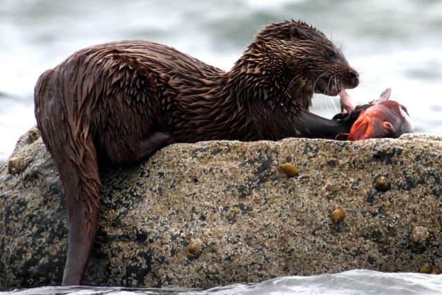 An otter feeding