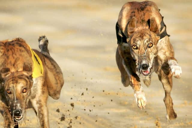 Greyhounds racing at Lifford Stadium in Donegal. Picture Margaret McLaughlin