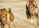 Greyhounds racing at Lifford Stadium in Donegal. Picture Margaret McLaughlin