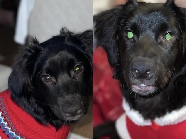 A selection of pictures sent in by Derry Journal readers of their beautiful dogs.