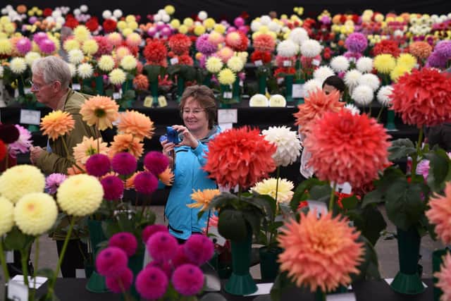 Dahlias come in a huge variety of colours, shapes and sizes. (OLI SCARFF/AFP via Getty Images)