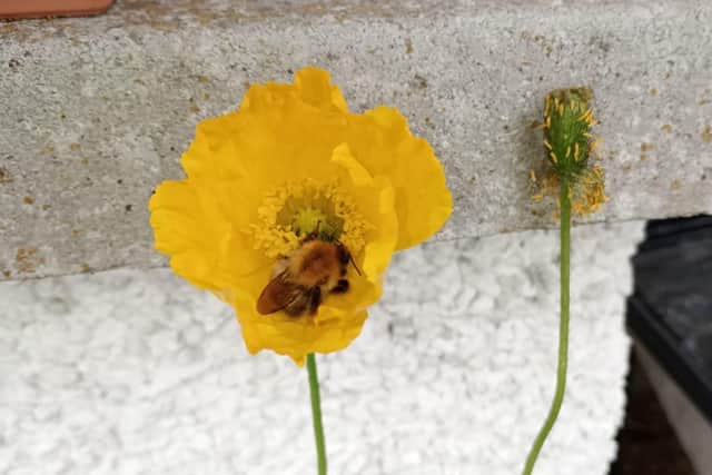 A little bee taking a nap inside a poppy.