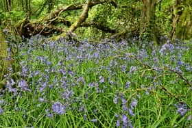 Bluebells at Prehen Woods.