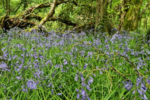 Bluebells at Prehen Woods.