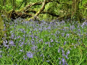 Bluebells at Prehen Woods.