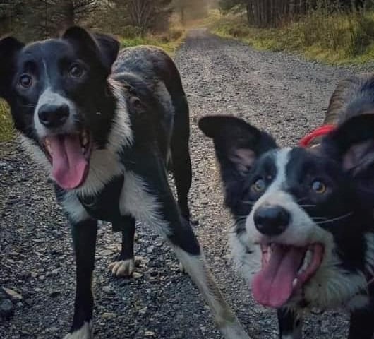 A selection of pictures sent in by Derry Journal readers of their beautiful dogs.
