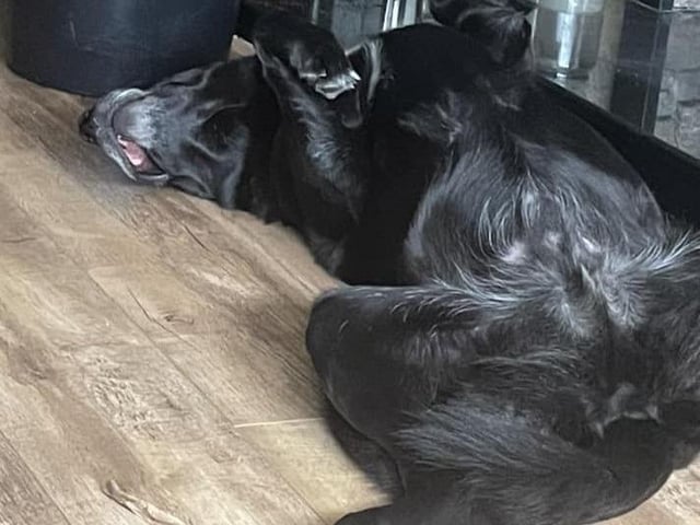 Enjoying a wee nap