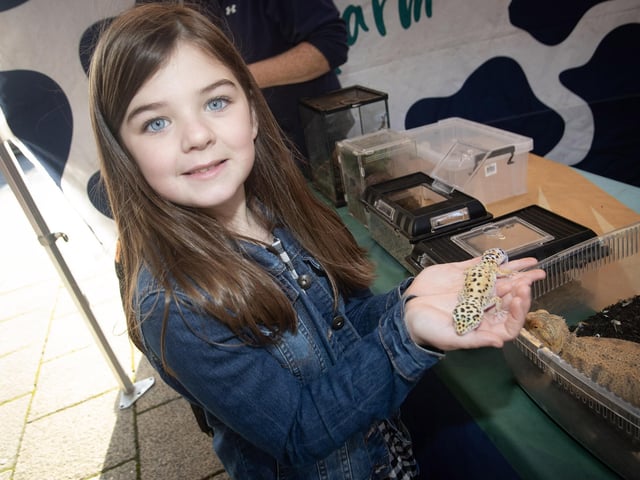 Nine years-old Farah Begley pictured with a Leopard Gecko on Saturday. : .