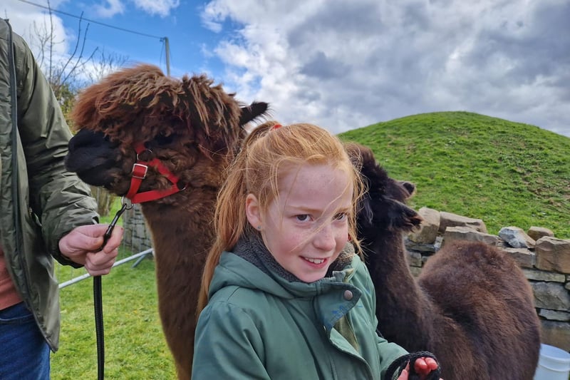 Young Cara with the alpacas Seamus (left) and Badger (right) from Wild Alpaca Way in Malin Head.