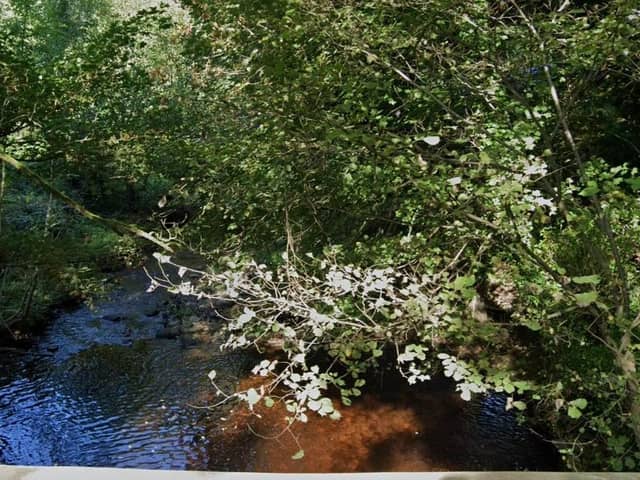 The Muff River