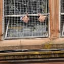 Family members of the victims of the Bloody Sunday shootings give the waiting crowd a 'thumbs up' sign from inside the Guildhall after reading a preview of the findings of the Saville Report before David Cameron's announcement to the Commons on June 15, 2010.