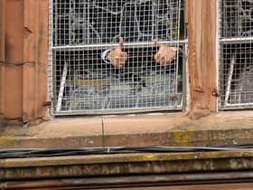 Family members of the victims of the Bloody Sunday shootings give the waiting crowd a 'thumbs up' sign from inside the Guildhall after reading a preview of the findings of the Saville Report before David Cameron's announcement to the Commons on June 15, 2010.