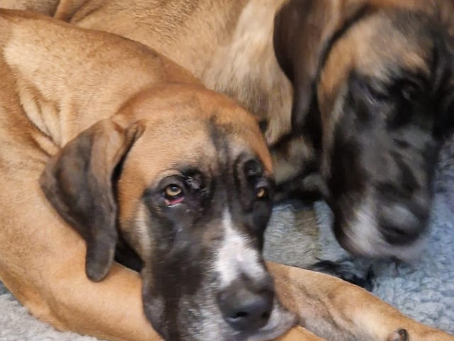 A selection of pictures sent in by Derry Journal readers of their beautiful dogs.