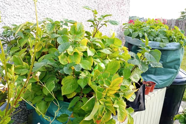 Potato plants in porous grow bags.