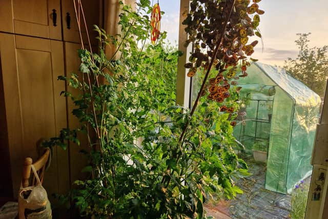 The four month old tomatoes grown indoors are now over 6ft tall.