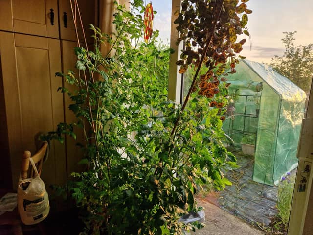 The four month old tomatoes grown indoors are now over 6ft tall.