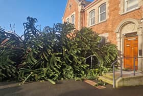 A large monkey puzzle tree in the grounds of St. Parick’s Church in Pennyburn was felled by Storm Éowyn on Friday morning.