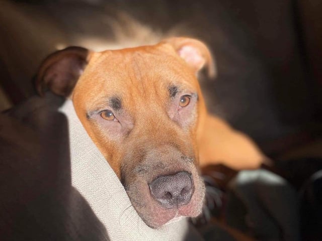 A selection of pictures sent in by Derry Journal readers of their beautiful dogs.