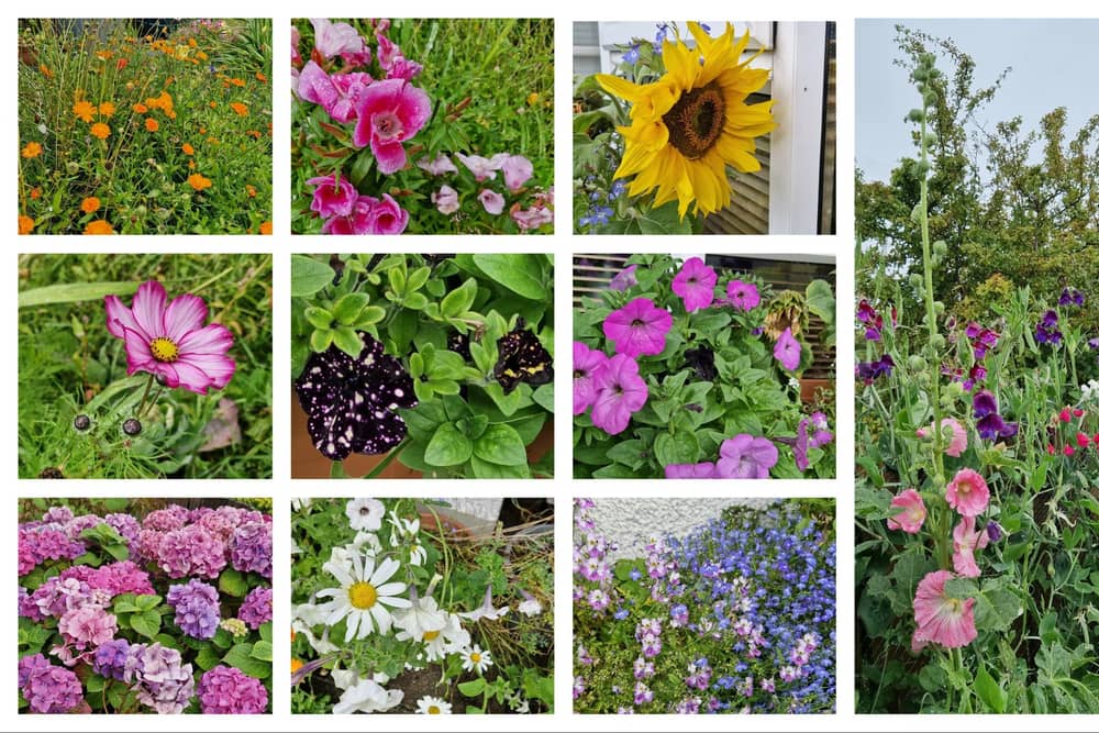 Late summer bloomers- top row l-r: calendula, godetia, miniature sunflower, hollyhock and sweet pea. Middle row: cosmos, night sky and pink petunias. Bottom row: hydrangea, oxeye daisy, and schizanthus and lobelia.