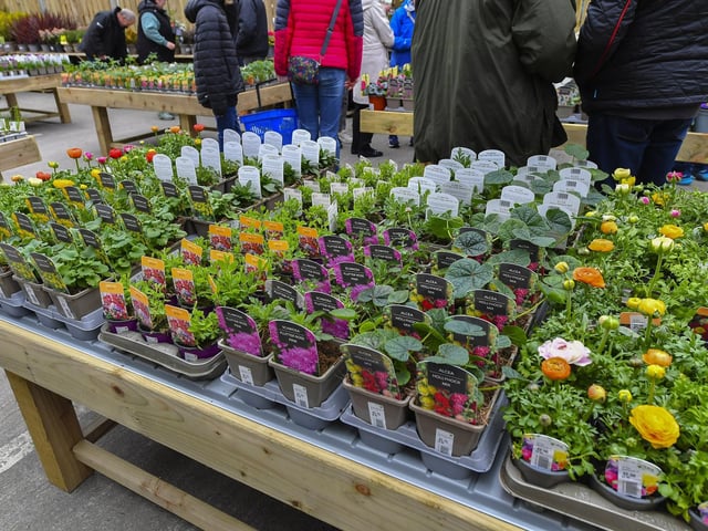 There are a huge range of plants and shrubs at the newly opened Garden Centre in the Inishowen Cooperative Centre in Buncrana. Photo: George Sweeney