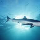 Blue Shark
