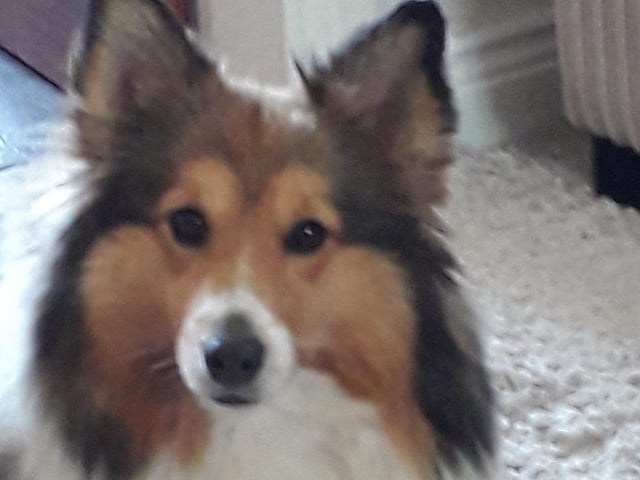 The delightful dogs of Derry and Inishowen, as sent in by proud Derry Journal readers.