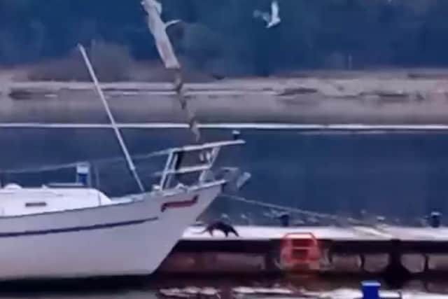 An otter pads past a yacht in Derry.