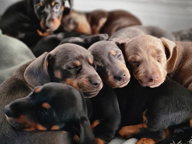A selection of pictures sent in by Derry Journal readers of their beautiful dogs.