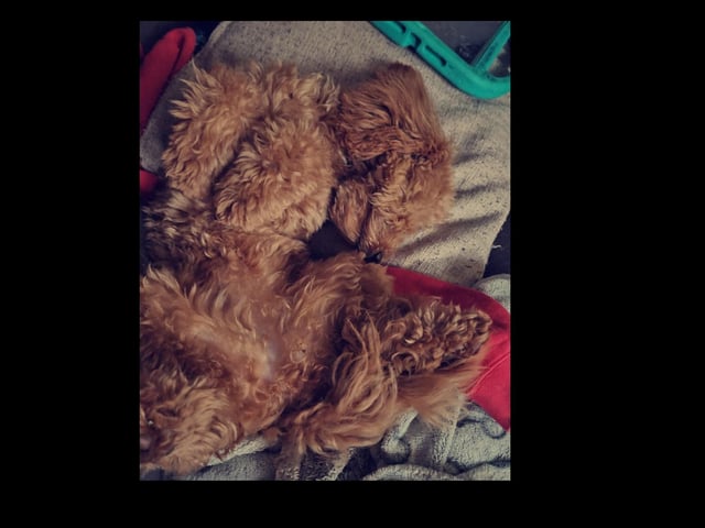 Cleo forgetting what shape he is supposed to be