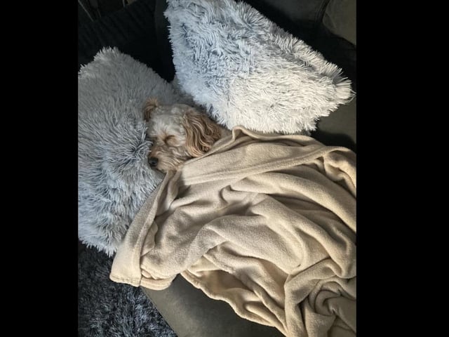 Wee Ollie having a siesta