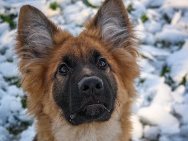 The delightful dogs of Derry and Inishowen, as sent in by proud Derry Journal readers.