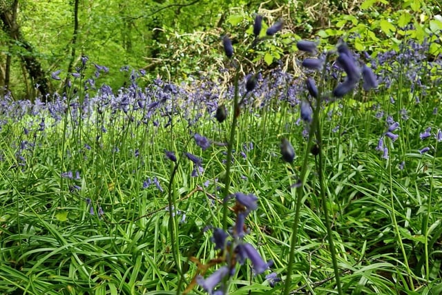 Bluebells at Prehen Woods.