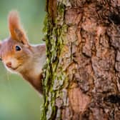 A red squirrel peeking behind the tree trunk