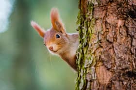 A red squirrel peeking behind the tree trunk