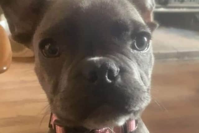 Pablo, a six month old French Bulldog pup, was stolen from a house near the village on December 23.