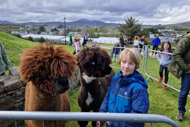 Young Conor with the alpacas from Wild Alpaca Way at Barrack Hill Park.